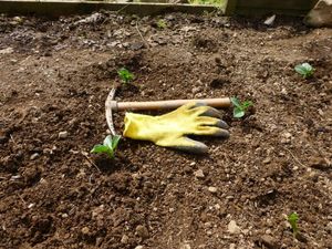 Planting broad beans